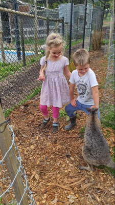 patting wallaby