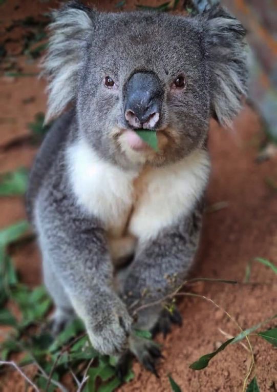 ndis zoo keepers